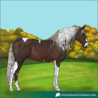 Horse Color:Silver Brown Tobiano 