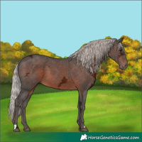 Horse Color:Silver Brown Ice