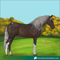 Horse Color:Silver Brown Tobiano 