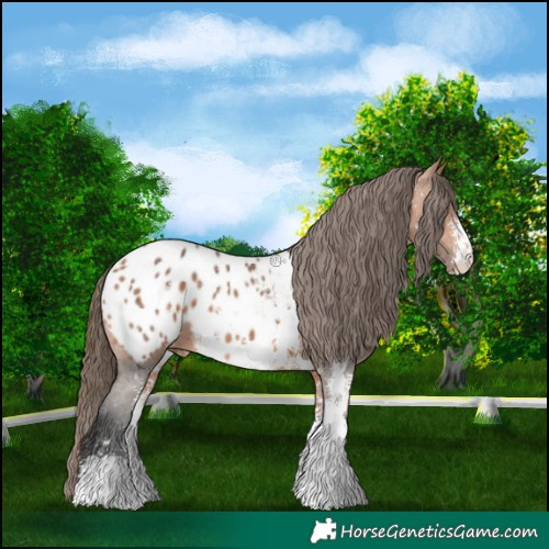 Horse Color:Bay Sabino Appaloosa