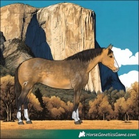 Horse Color:Buckskin
