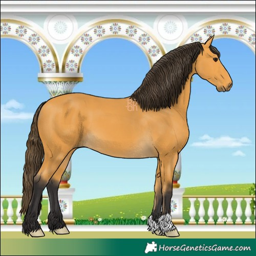 Horse Color:Buckskin
