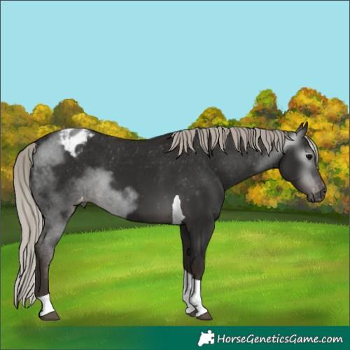 Horse Color:Unknown 