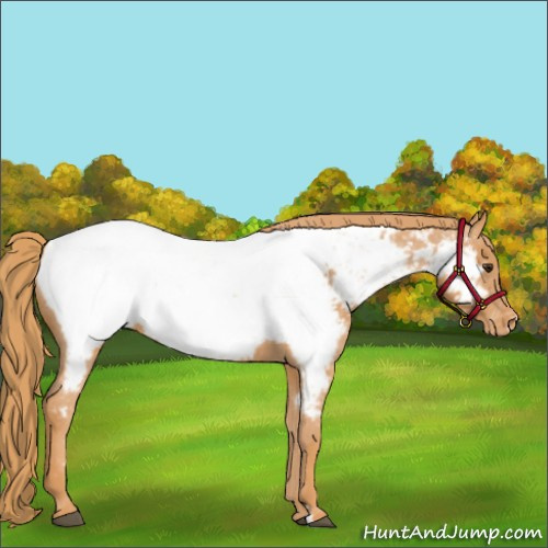 Horse Color:Unknown 