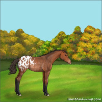 Horse Color:Bay Appaloosa Rabicano