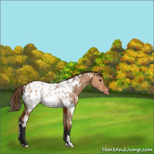 Horse Color:White Spotted Bay Dun Appaloosa Rabicano
