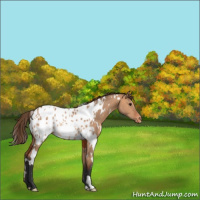 Horse Color:White Spotted Bay Dun Appaloosa Rabicano 