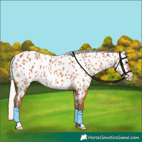 Horse Color:Silver Bay Appaloosa Rabicano