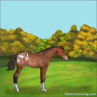 Horse Color:Bay Appaloosa Rabicano 