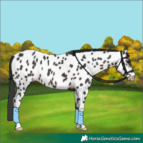 Horse Color:Brown Appaloosa