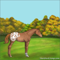 Horse Color:Chestnut Appaloosa Rabicano
