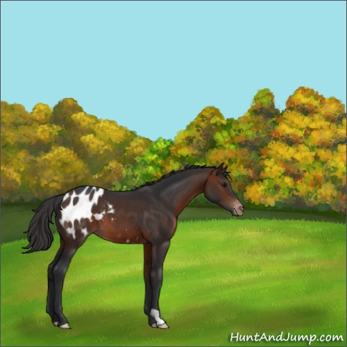 Horse Color:Brown Appaloosa 