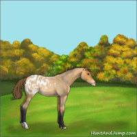 Horse Color:Buckskin Roan Appaloosa Rabicano