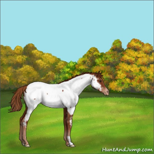 Horse Color:Chestnut Appaloosa Rabicano 