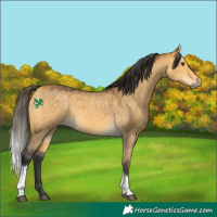 Horse Color:Buckskin Dun Tobiano 