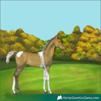 Horse Color:Silver Brown Dun Tobiano 