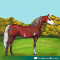Horse Color:Silver Bay Sabino 