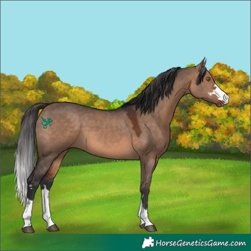 Horse Color:Brown Dun 