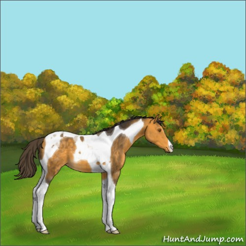 Horse Color:Buckskin Tobiano 