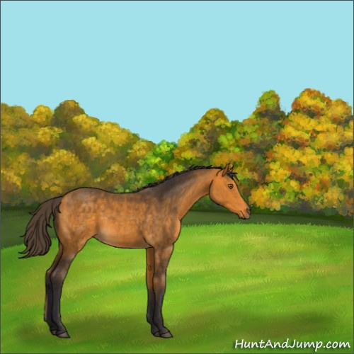 Horse Color:Buckskin 