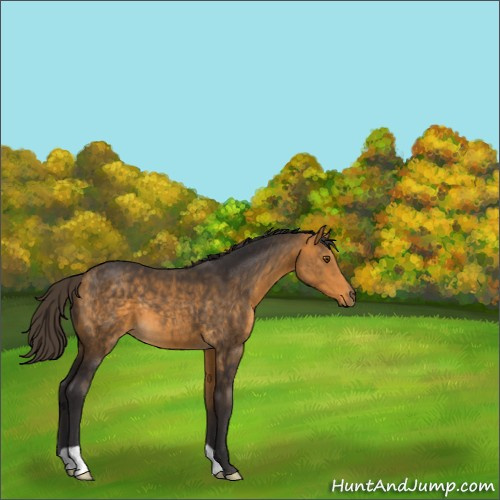 Horse Color:Buckskin 