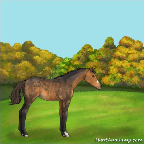 Horse Color:Buckskin 
