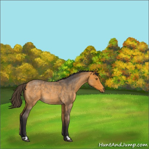 Horse Color:Buckskin Roan 