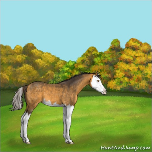 Horse Color:Buckskin Splash 