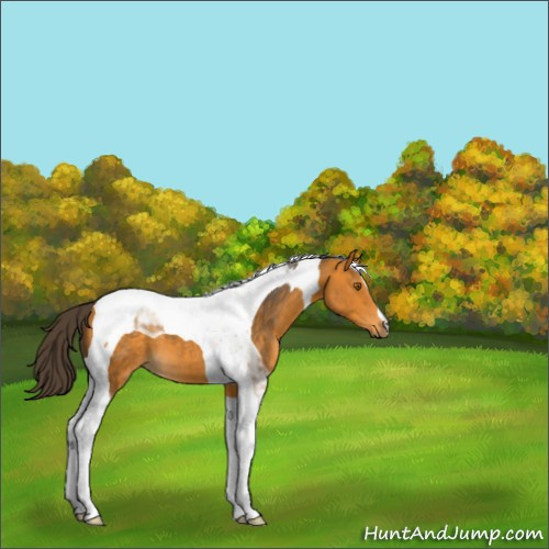 Horse Color:Buckskin Tobiano 