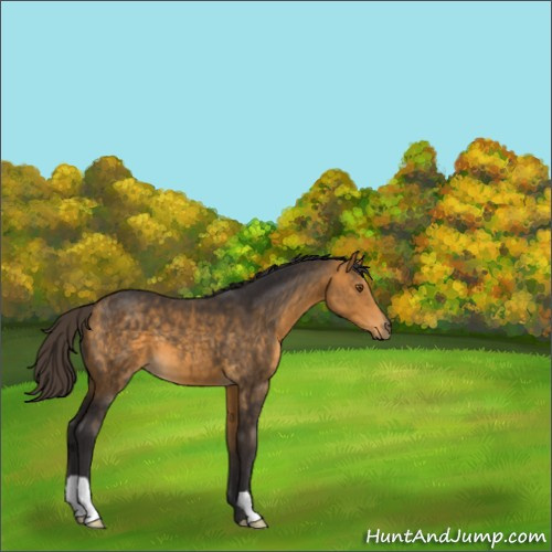 Horse Color:Buckskin 