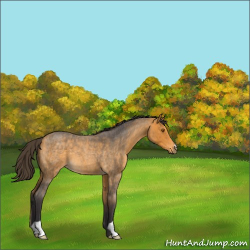 Horse Color:Buckskin Roan 