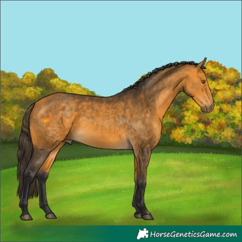 Horse Color:Buckskin 