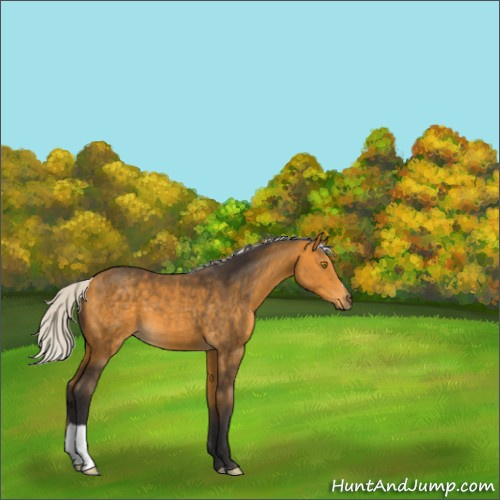 Horse Color:Silver Buckskin 