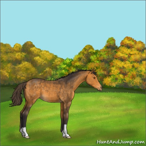 Horse Color:Buckskin 