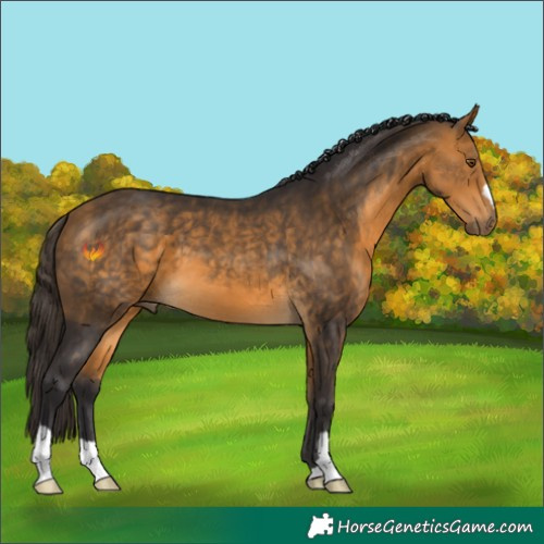 Horse Color:Buckskin 