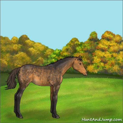 Horse Color:Buckskin 