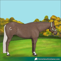 Horse Color:Silver Black 