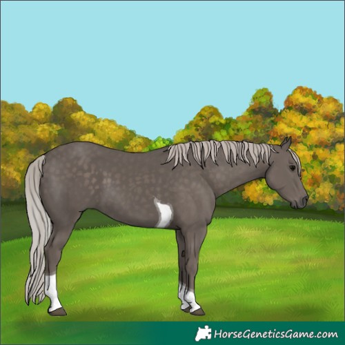 Horse Color:Silver Black Tobiano 