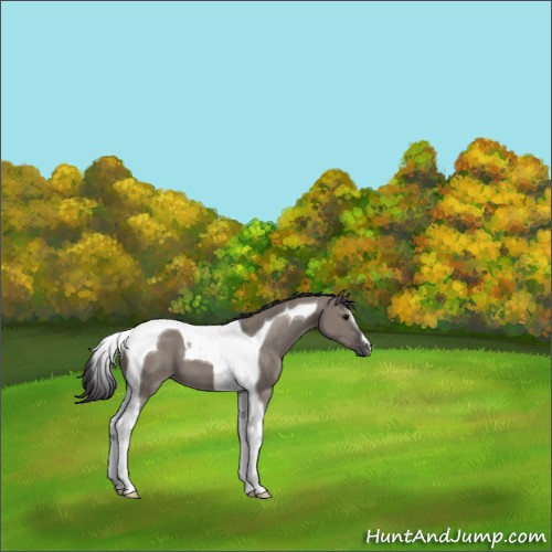 Horse Color:Smoky Grullo Tobiano 
