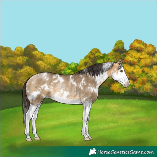 Horse Color:White Spotted Buckskin Dun Sabino Splash Rabicano 