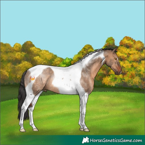 Horse Color:Brown Dun Tobiano Rabicano 