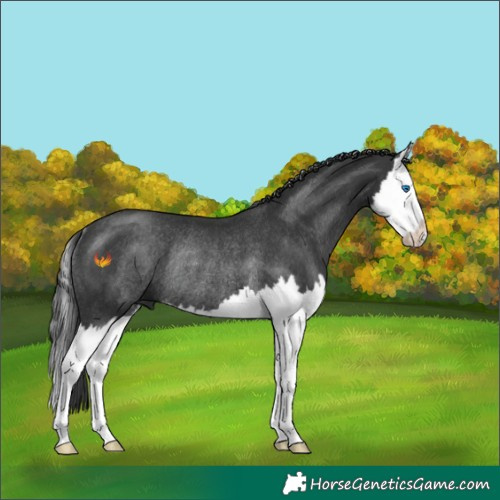 Horse Color:Black Sabino Splash Rabicano 