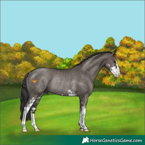 Horse Color:Smoky Grullo Sabino Rabicano 
