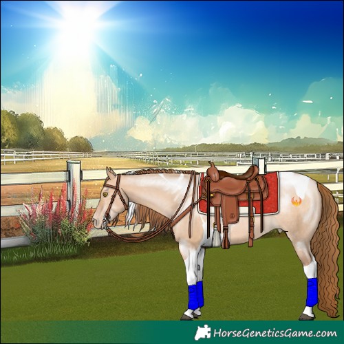 Horse Color:Brown Pearl Dun Tobiano Rabicano 