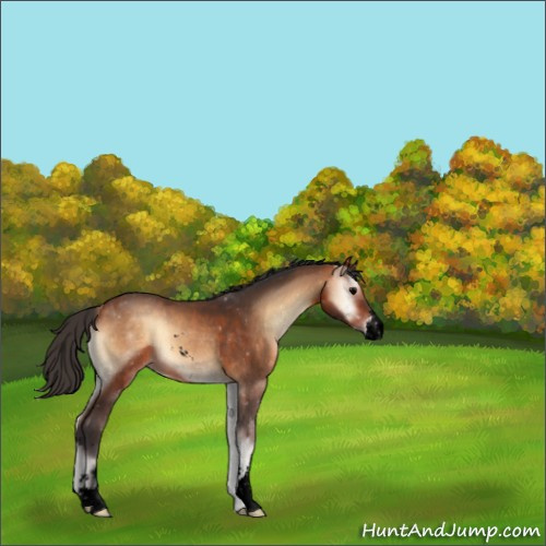 Horse Color:Void Bay Onyx Sabino 