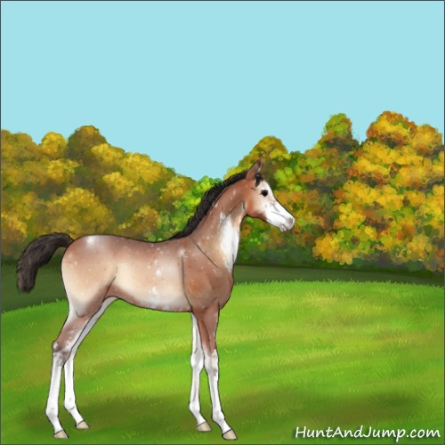 Horse Color:Bay Onyx Sabino 