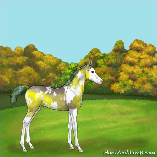 Horse Color:Painted White Spotted Grullo Splash 