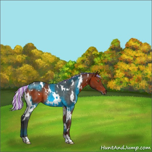 Horse Color:Painted White Spotted Silver Brown Rabicano 