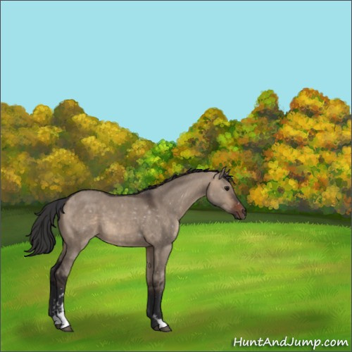 Horse Color:Brown Dun Sabino 