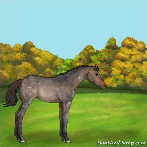 Horse Color:Void Bay Dun 